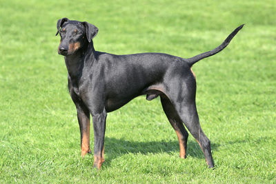 Black dog on field