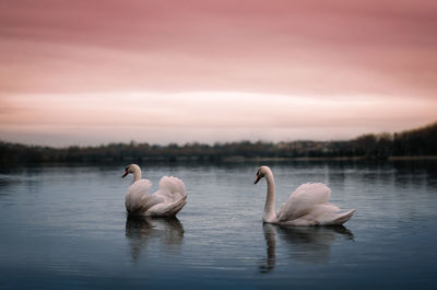 White swans swimming in lake at sunset