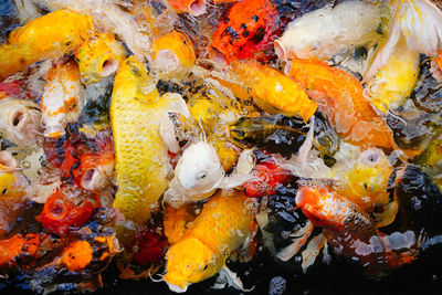 High angle view of koi fish in water