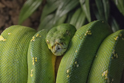 Close-up of green snake at zoo