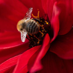 Close-up of bee pollinating on red flower