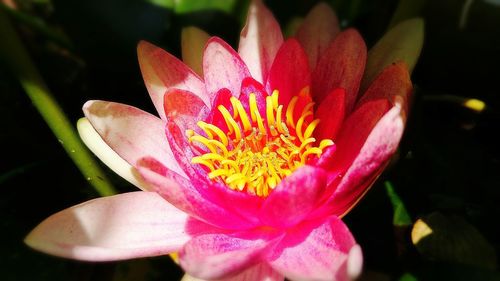 Close-up of pink lotus water lily blooming outdoors