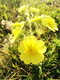 Close-up of yellow flowering plant on field