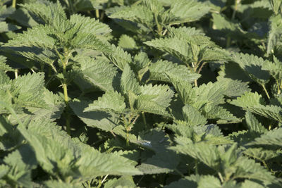 Field of green stinging nettles, plant used for food and traditional medicine