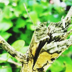 Close-up of tree