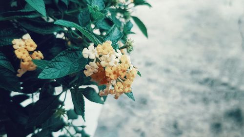 Close-up of flowering plant