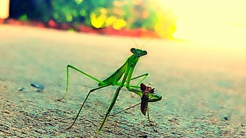Close-up of grasshopper on leaf