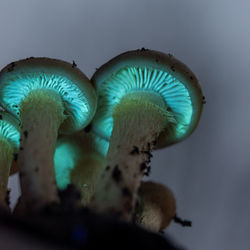 macro photography