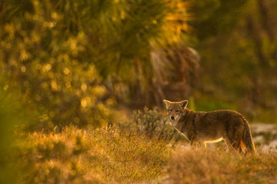 Side view of coyote on field