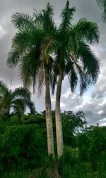 Low angle view of palm trees against cloudy sky