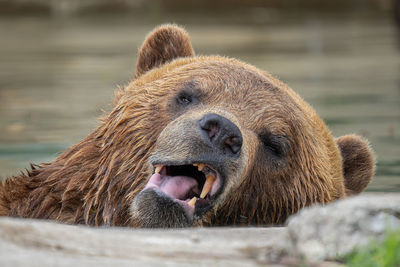 Adult grizzly bear is looking at you while you take a picture on a sunny day