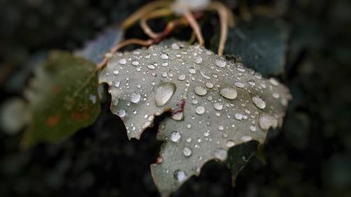 Close-up of water drops on leaves