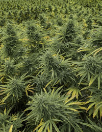 Full frame shot of fresh green plants on field