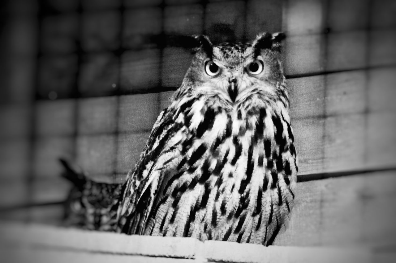 PORTRAIT OF OWL IN CAGE