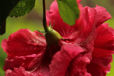 Close-up of red rose