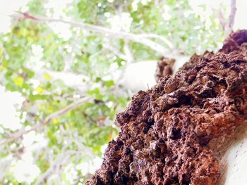 Close-up of lizard on tree trunk