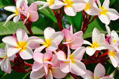 Close-up of white flowering plants