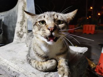 Close-up portrait of a cat