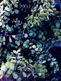 Full frame shot of flowering plants