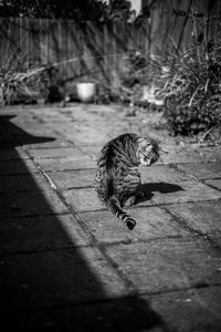 High angle view of cat on footpath