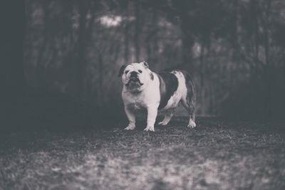 Close-up of dog