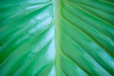 Full frame shot of palm leaf