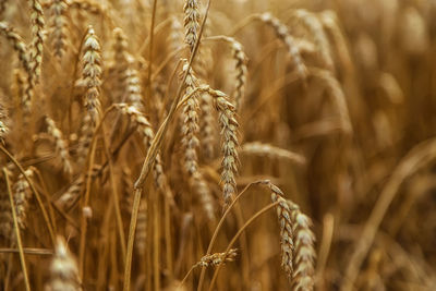 Close-up of wheat growing on field