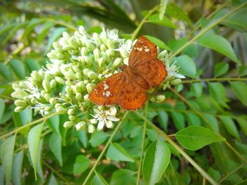 Close-up of butterfly pollinating on plant