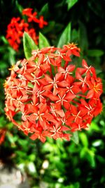 Close-up of red flowers blooming outdoors