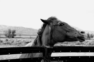 High angle view of horse in ranch against sky