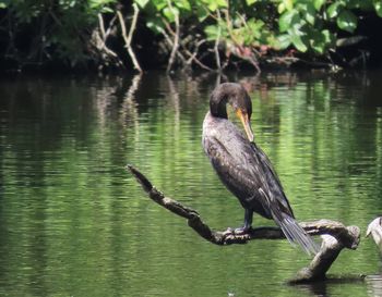 Bird perching on a bare branch 