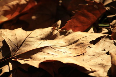 Close-up of dry maple leaves