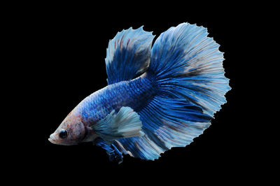 Close-up of fish against black background