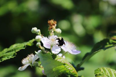 Close-up of honey bee on purple flowering plant