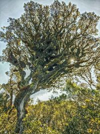 Low angle view of tree against sky