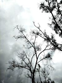 Low angle view of silhouette tree against sky