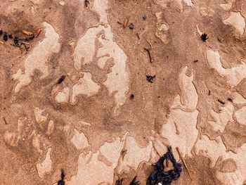 High angle view of animal on sand