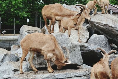 Brown goats on rocks