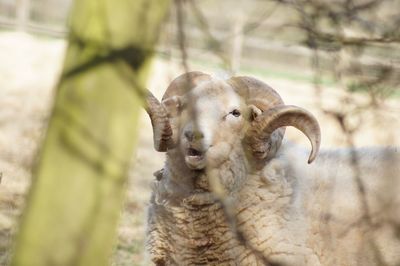 Portrait of an animal