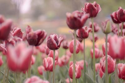 Close-up of flowers blooming outdoors