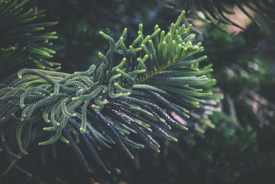 Close-up of pine tree