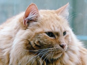 Close-up of a cat looking away