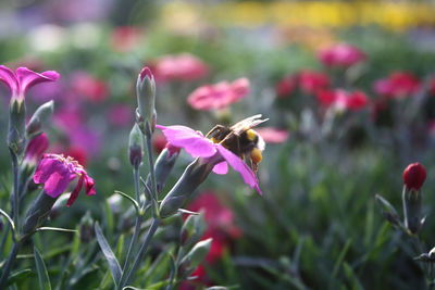 Close-up of bee flying over pink flowers
