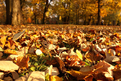 Close-up of autumn leaves on field