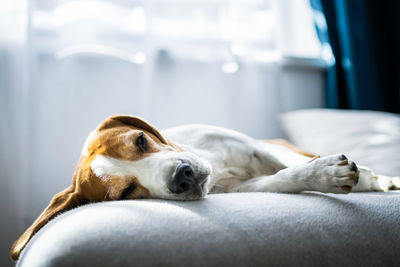 Adoult male hound beagle dog sleeping at home on the sofa.