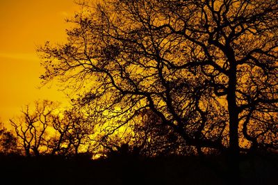 Bare trees against sky at sunset