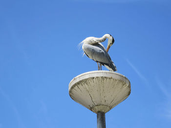 Low angle view of bird perching against blue sky