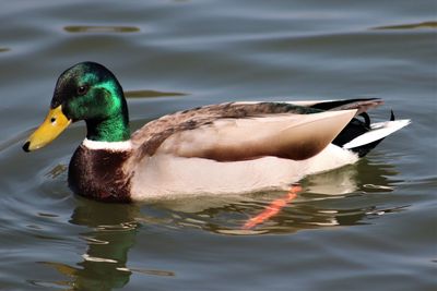 Close-up of mallard duck swimming in lake