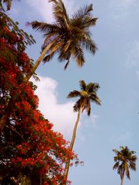 Low angle view of palm trees against sky