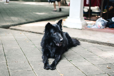 Dog on footpath